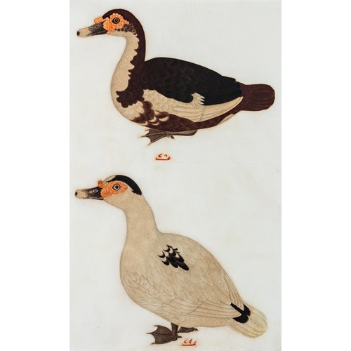 Company School Painting of Two Ducks